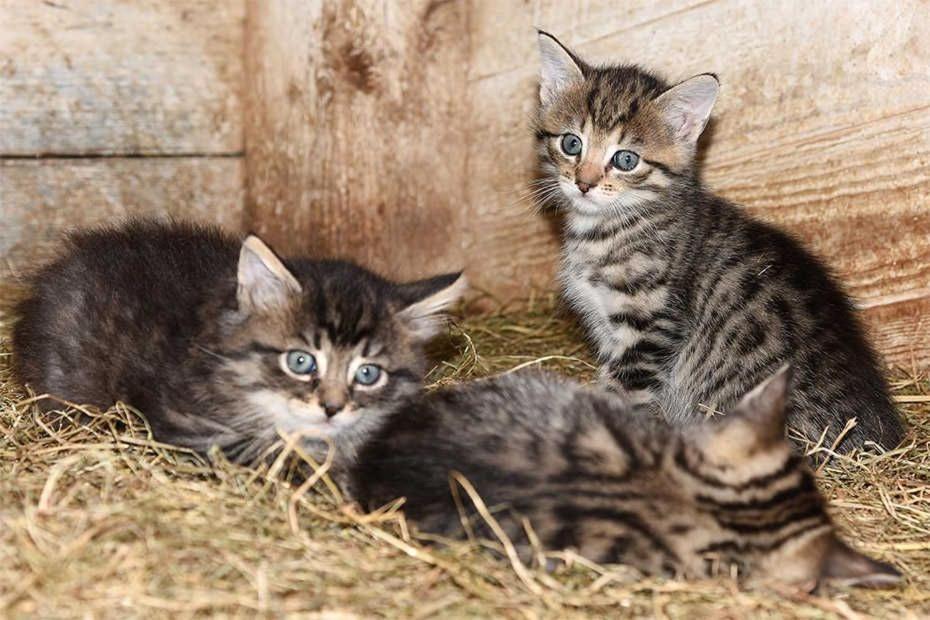 Ferienwohnungen Janssen-Graalfs Schillig Dış mekan fotoğraf