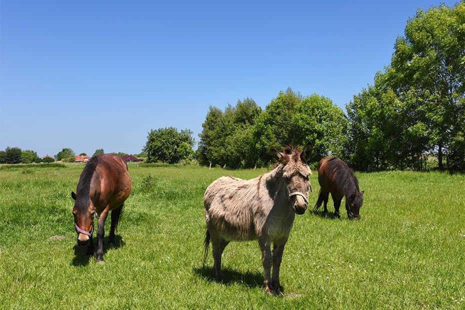 Ferienwohnungen Janssen-Graalfs Schillig Dış mekan fotoğraf